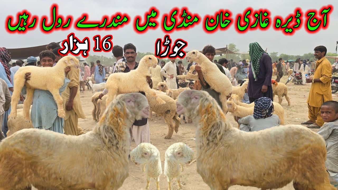Biggest mundra chatra VS bakra mandi Dera ghazi khan || #mundramandinadirbaloch #bakramandi 16 ہزار