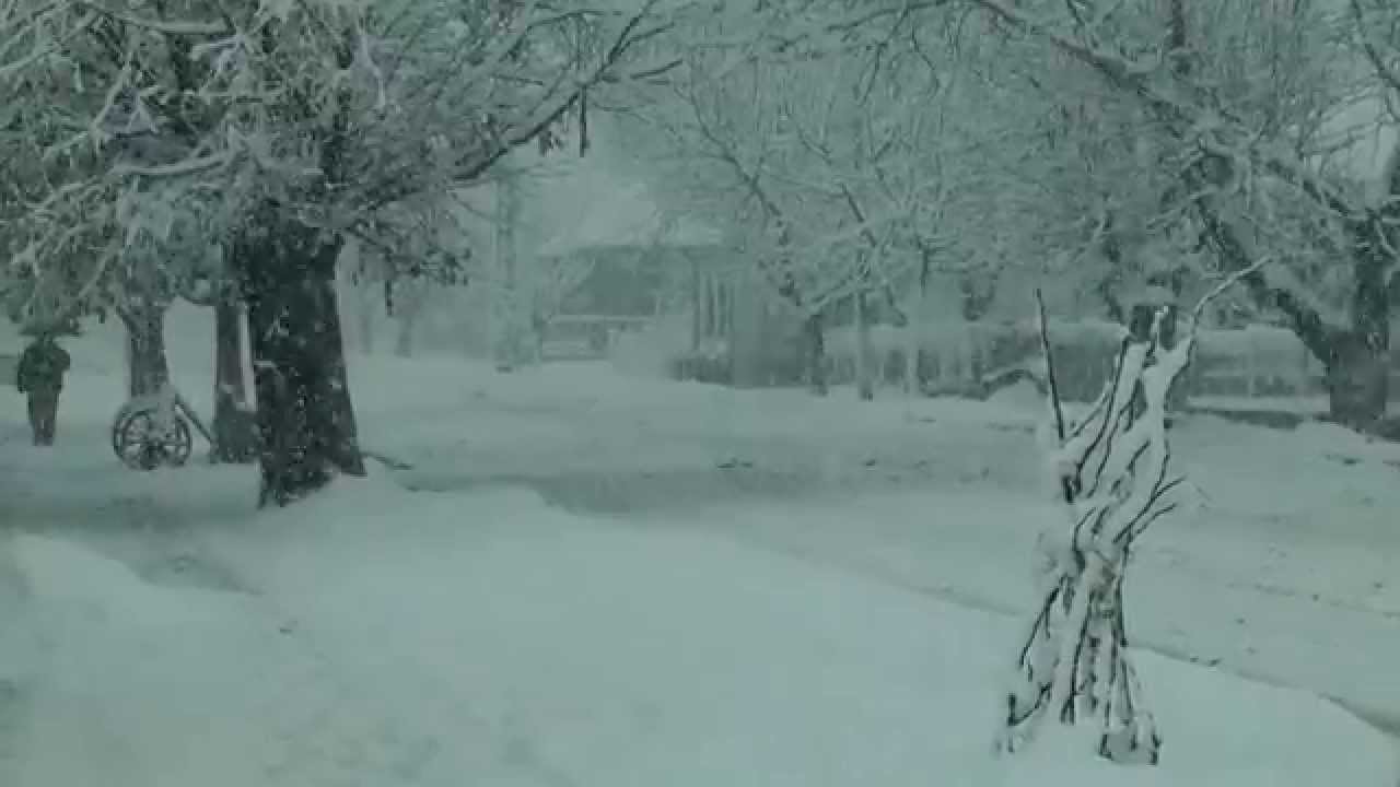 Ninge în Ciupercenii Vechi - 27.11.2013