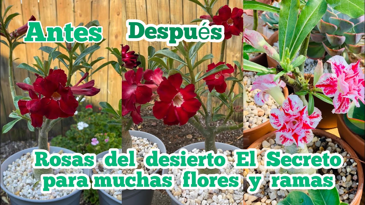 EL SECRETO PARA QUE TU ROSA DEL DESIERTO  TENGA MUCHAS FLORES Adenium obesum |Ivet Suculentas y mas