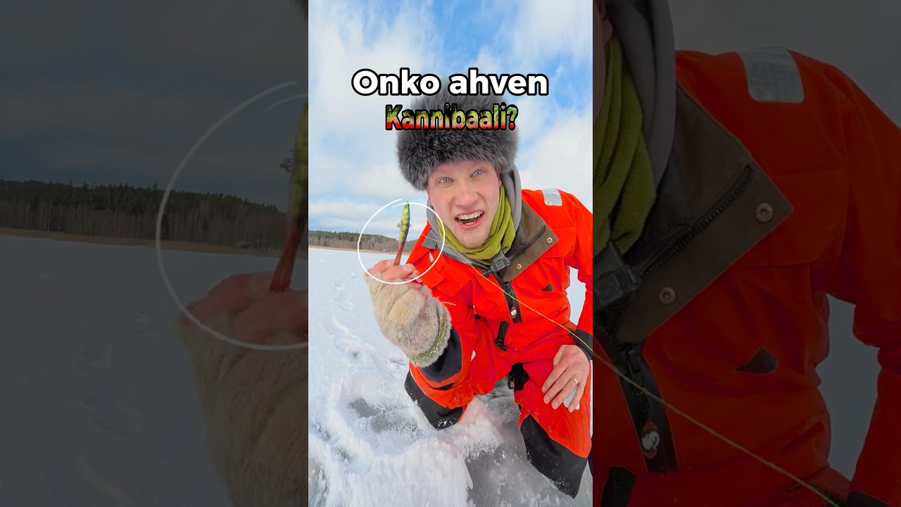 Onko Ahven Kannibaali? 😳