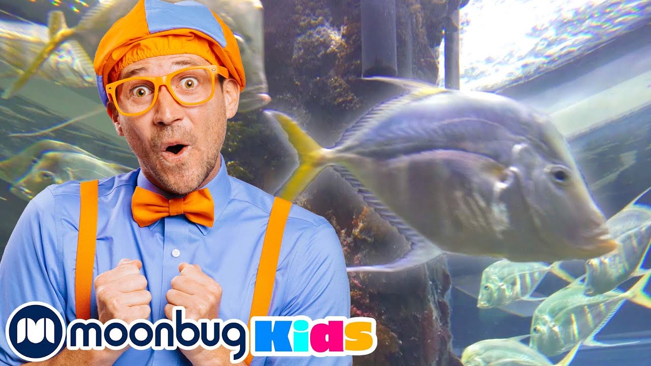 BLIPPI Visita um Aquário (Aquário da Flórida)! | Vídeos Educativos | Vídeos para Crianças