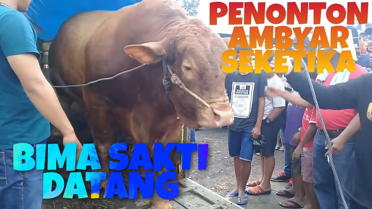 Detik2 Sapi Terbesar Di Indonesia Turun Dari Truk||BIMA SAKTI 1ton 358kg Memasuki area Kontes