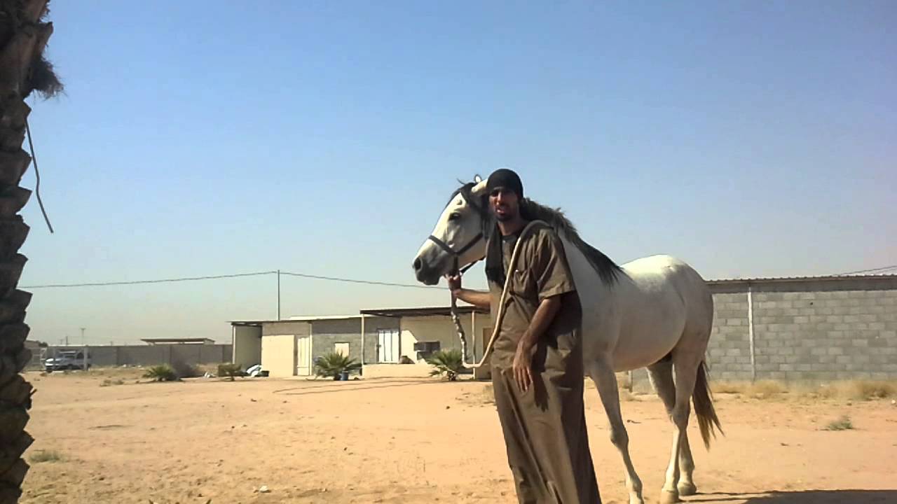 شرح عام عن قمص الخيل ومحاولة إسقاط الراكب من على ظهرها والأسباب