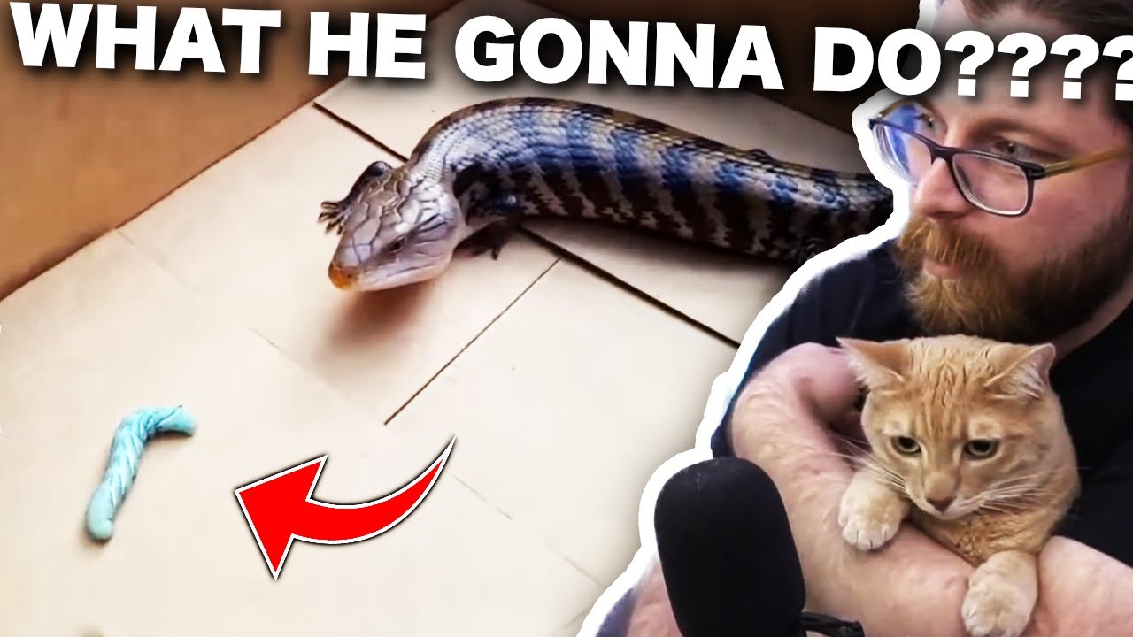 Vaush reacts to cute lizards