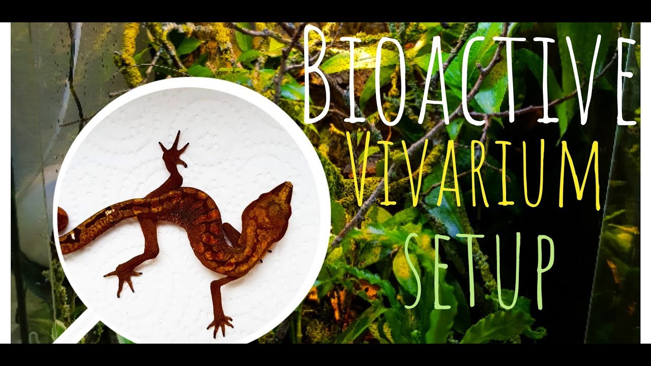 Bioactive Vivarium Setup | AELUROSCALABOTES FELINUS