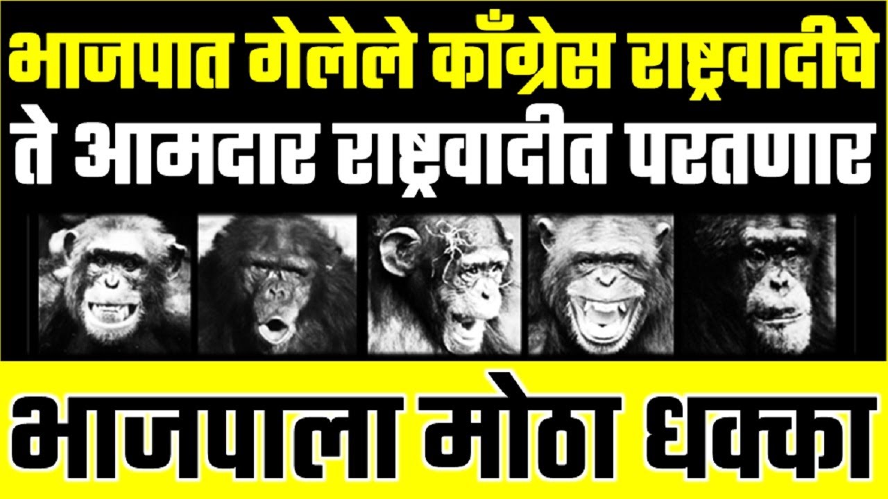 भाजपमधे गेलेले आमदार परत राष्ट्रवादीत BJP MLA back to congress NCP | NCP Latest News BJP Latest