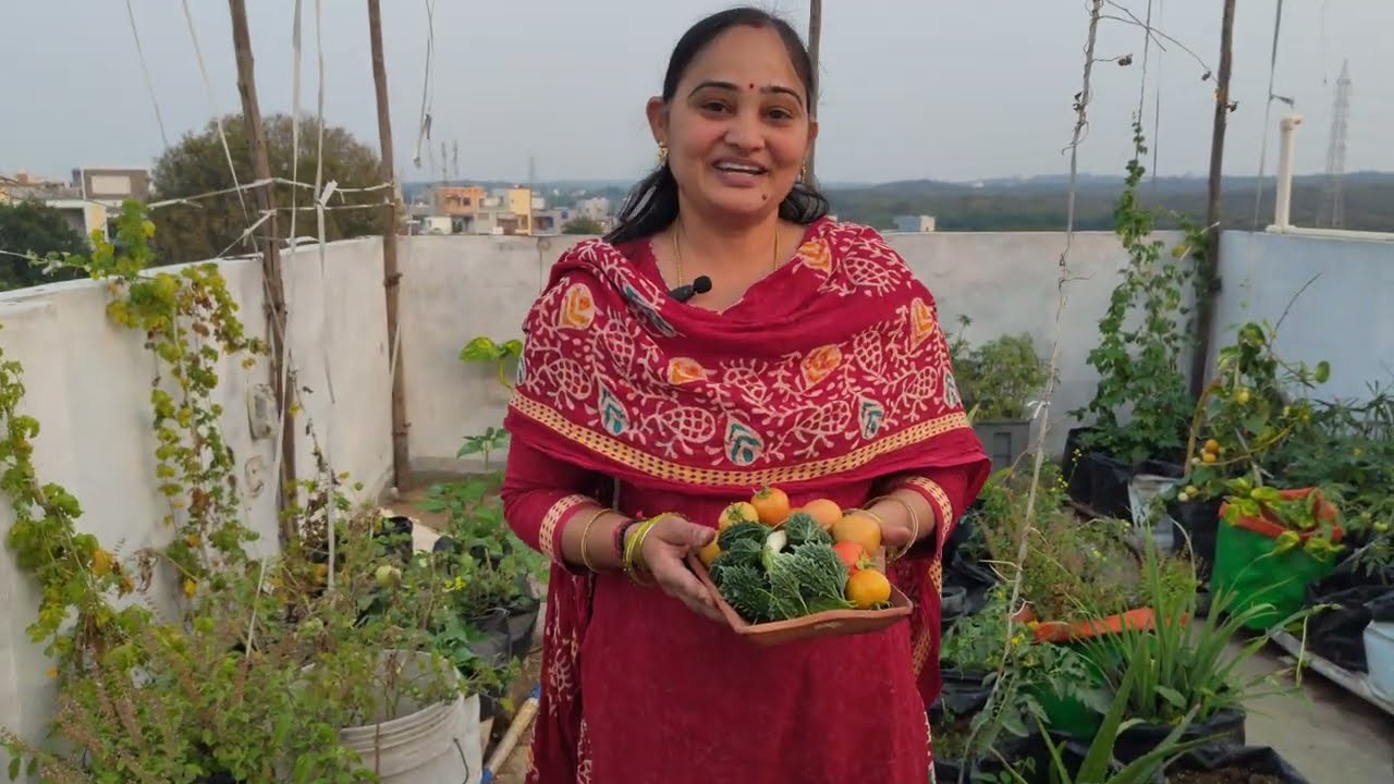Harvesting bitter gourd in my terrace garden today 