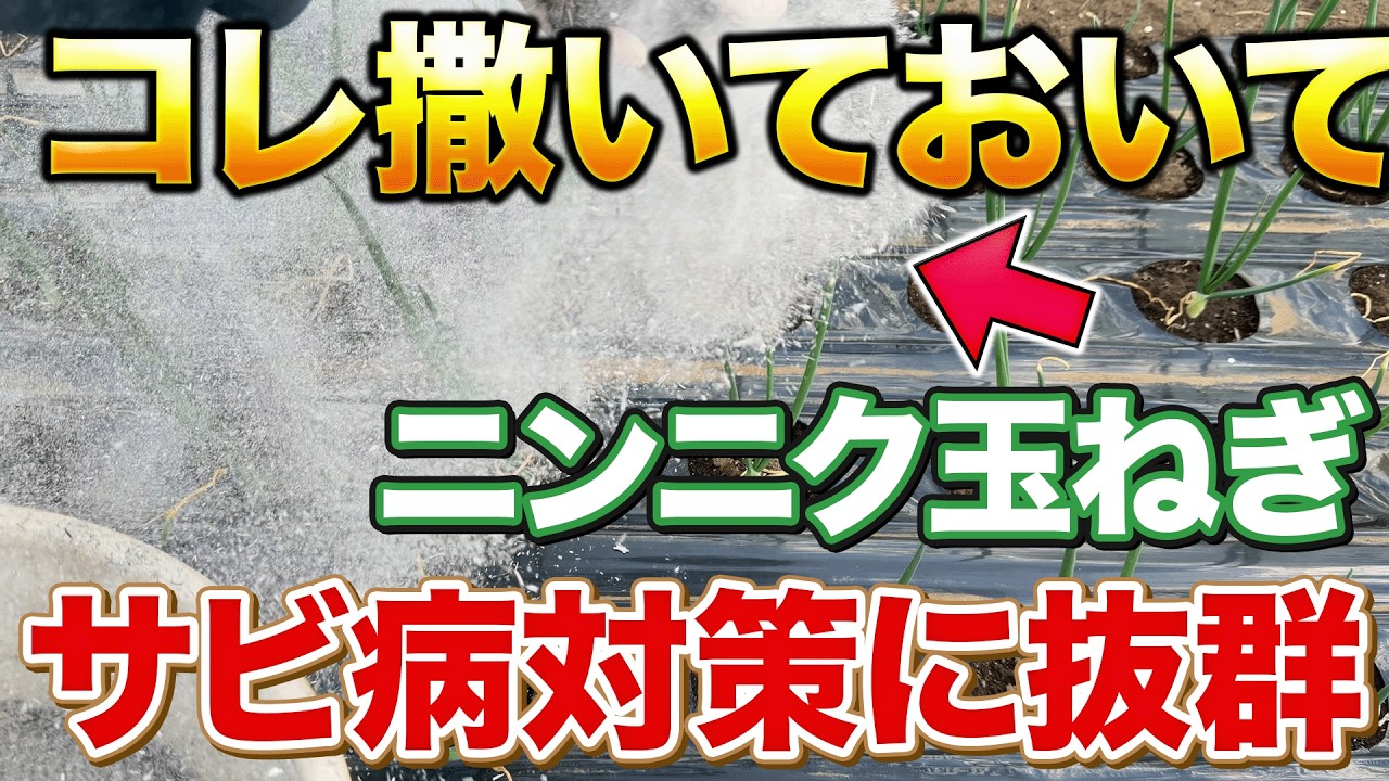 【無農薬対策】ニンニク玉ねぎに出る初期のサビ病は〇〇で防げ！