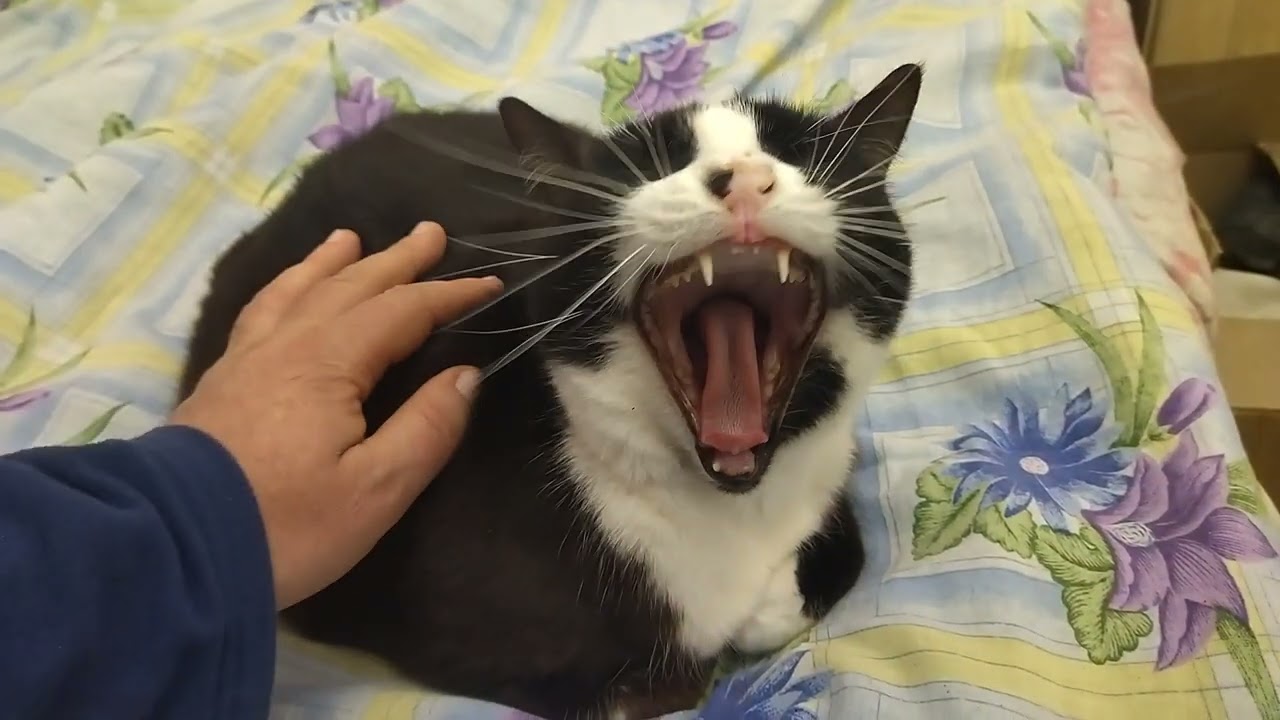 What Else Would a Cat Eat So as Not to Indulge?