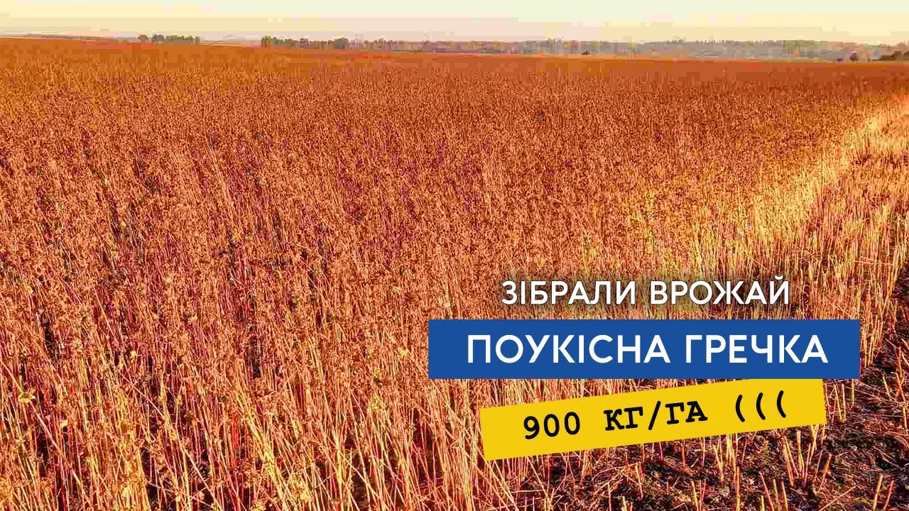 Зібрали поукісну гречку, мороз підсушив замісь десикації, сипанула менше тони, але і то в радість!
