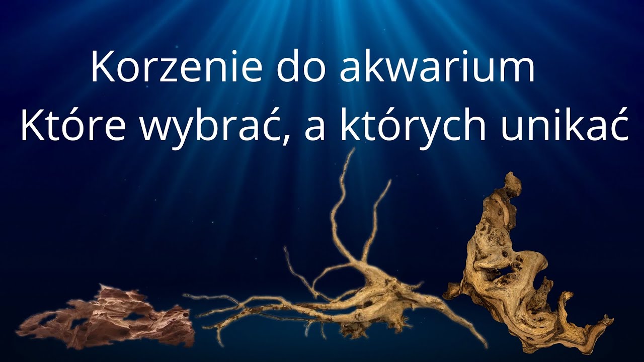 Korzenie do akwarium.  które wybrać, a których unikać ?