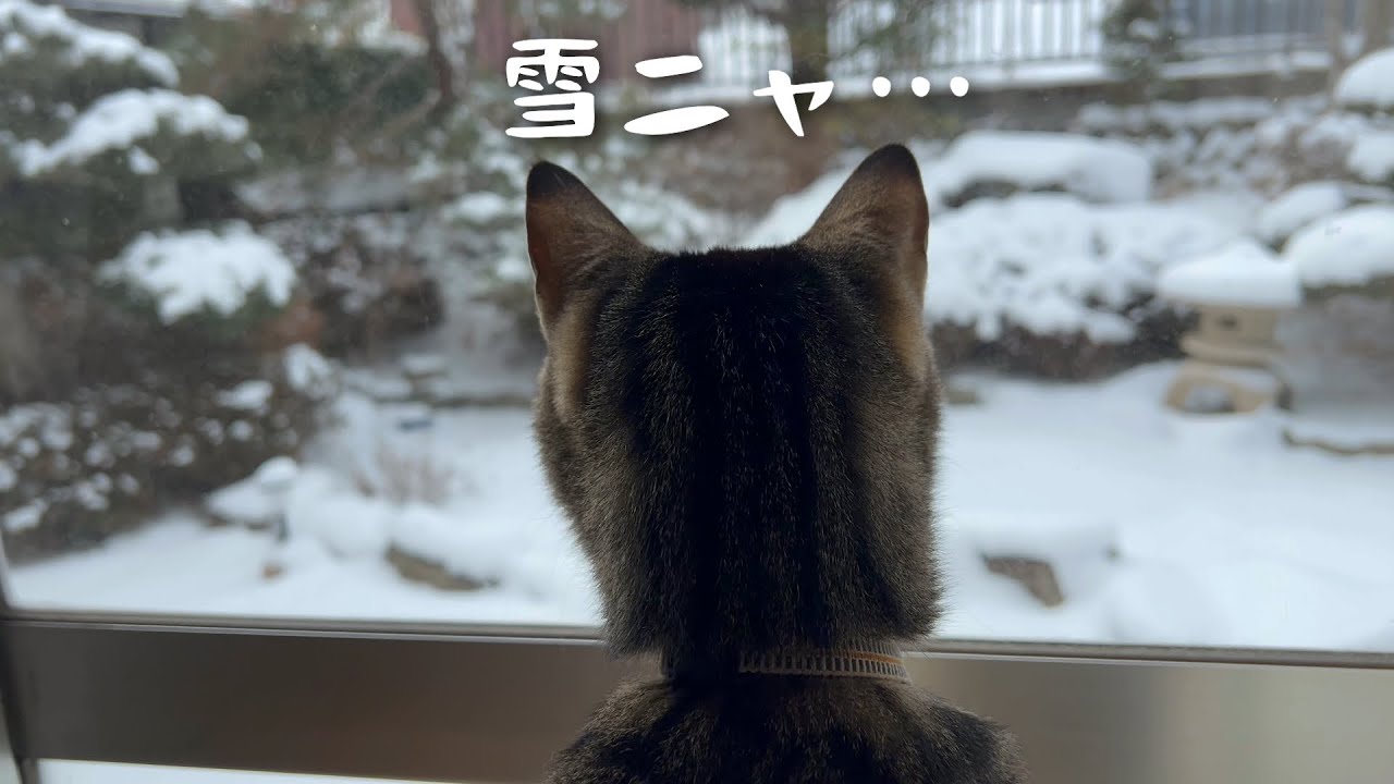 #23 初めての冬…雪とキャットタワーではしゃぐ猫