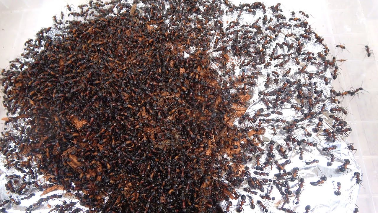 過去最大クラスのアリの巣を掘り出してペットにする
