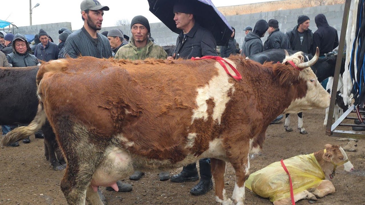 Xõjaobot Sigir Bôğoz Bozori Andijon