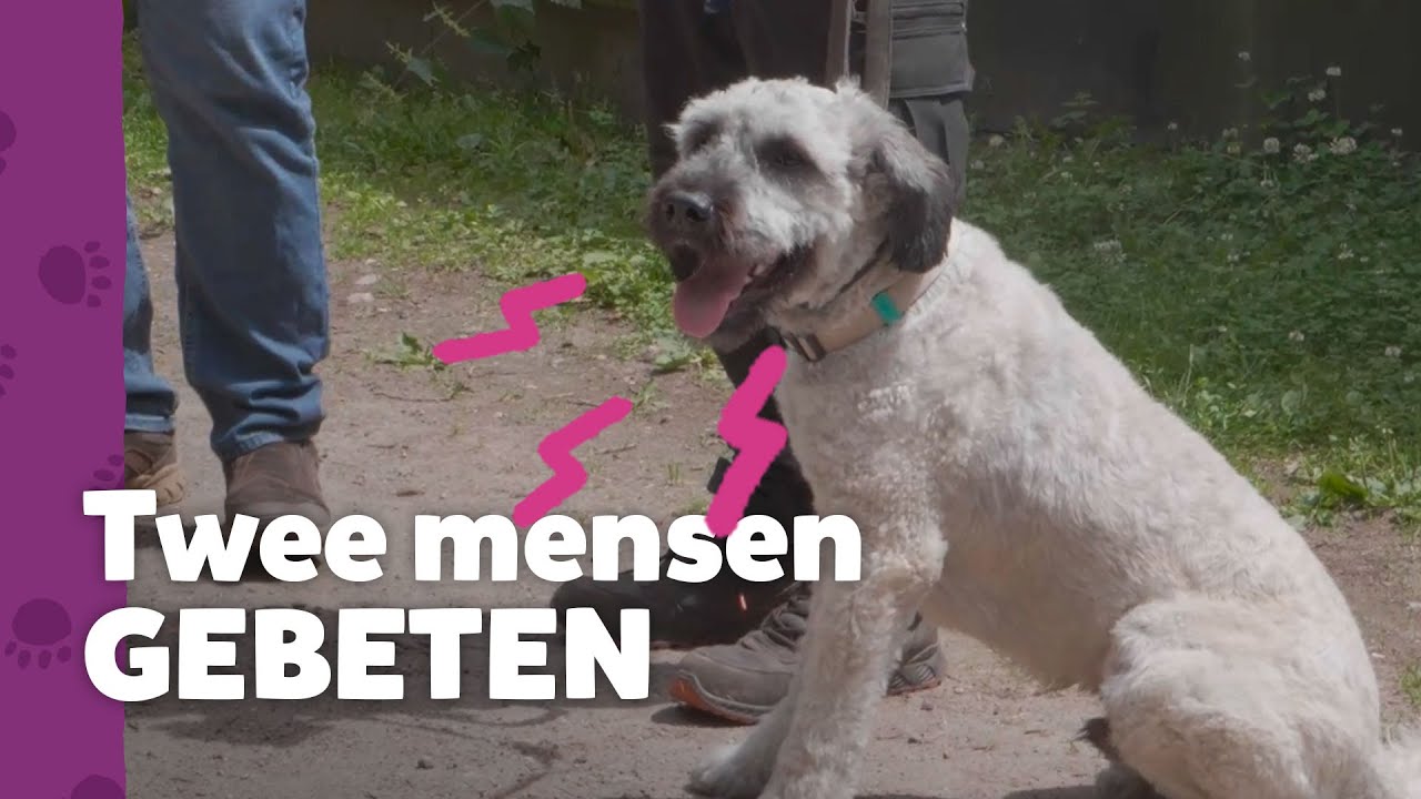 BIJTENDE bouvier binnen 1 minuut een lief kind - Ron’s Hondenspreekuur