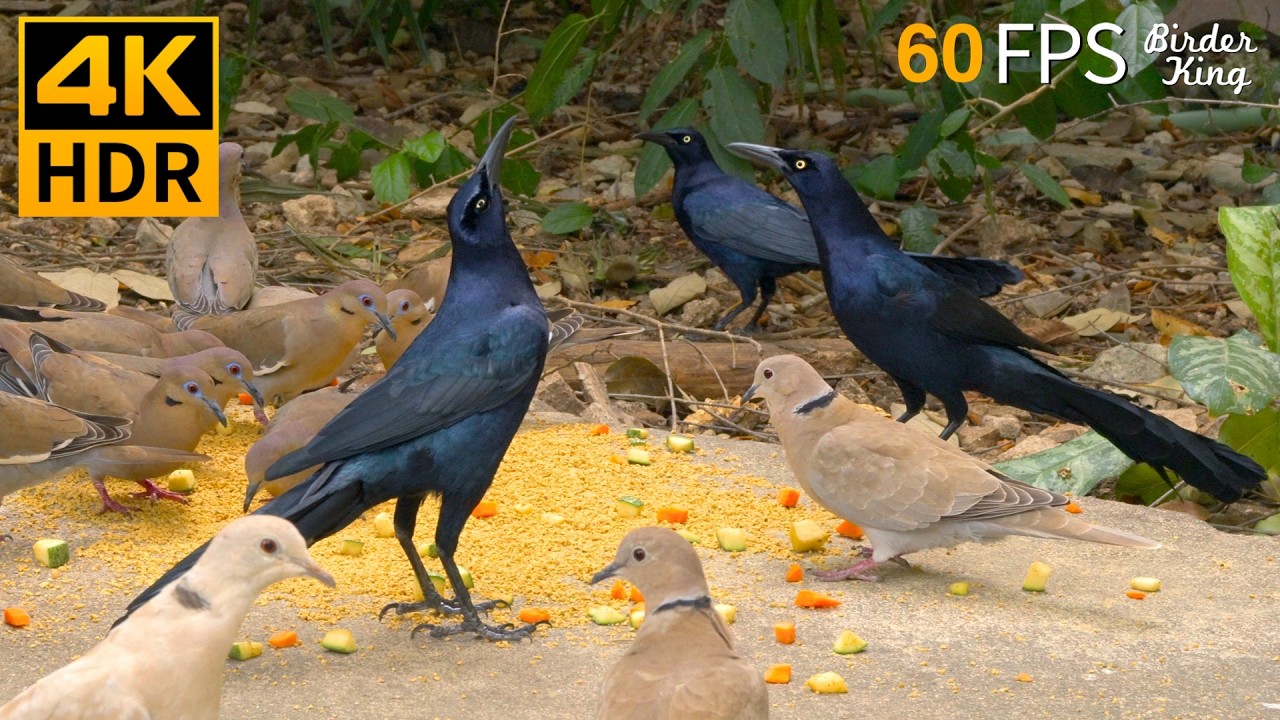 КОШКА ТВ 😺🐦‍⬛ Элегантные чёрные птицы и голуби 🐦 4K HDR