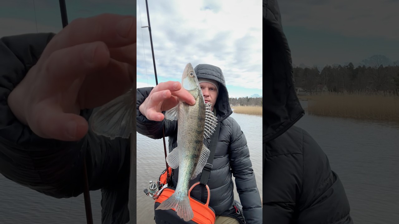 Судак любит это! #рыбалка #fishing #судак #zender