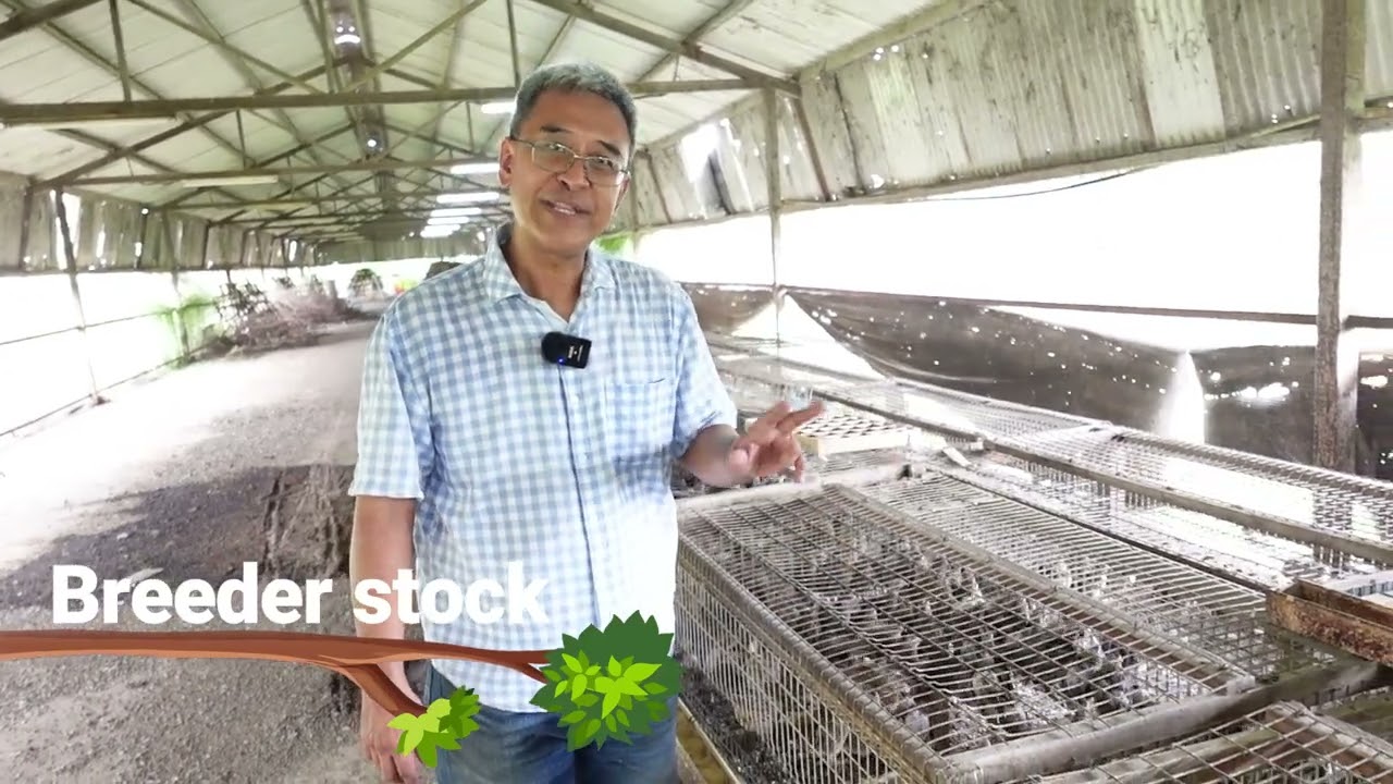 Uncle William Quail Farm - Explore the Kranji Countryside by KCA