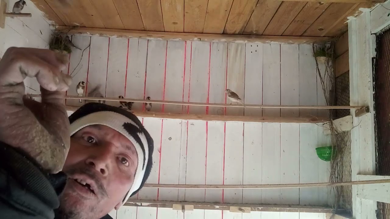 اطلالة على مسرح طيور