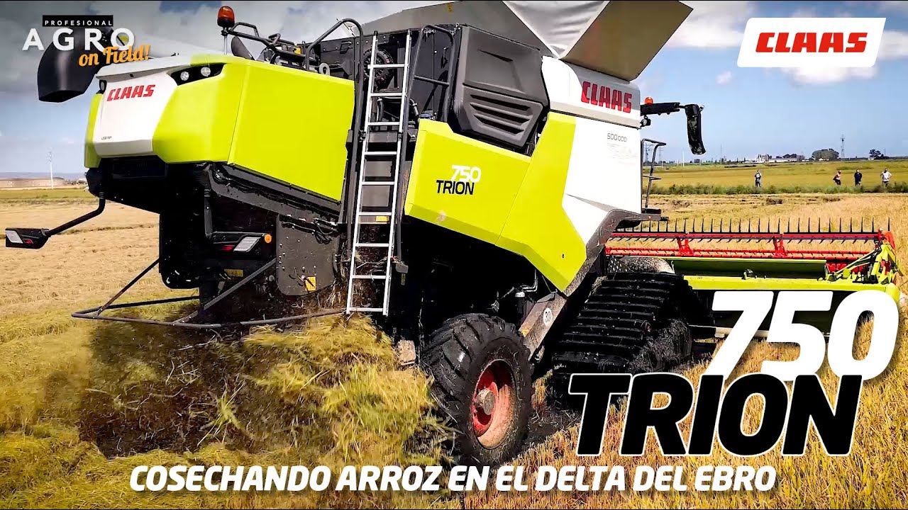 Cosechando arroz en el Delta del Ebro. CLAAS TRION 750