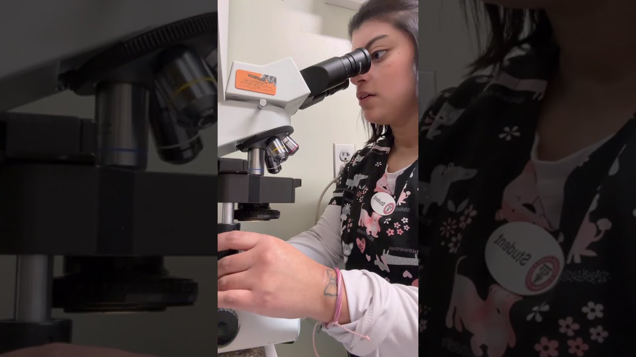 Ear swab cytology
