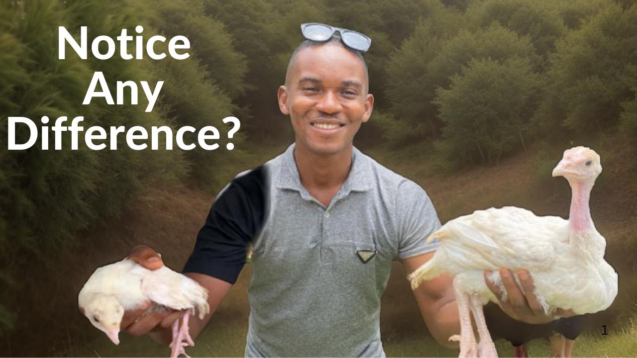 How To Tell the Difference Between Foreign and Local Turkeys!!!