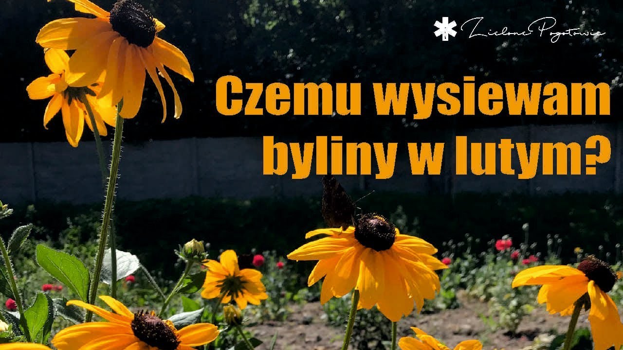 Czemu wysiewam byliny w lutym?