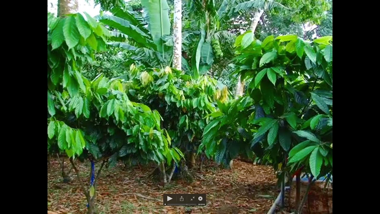 Importancia de la poda y la sombra en el cultivo del Cacao