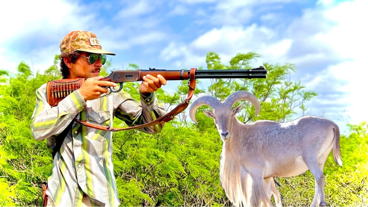 Aoudad Hunt & Cook