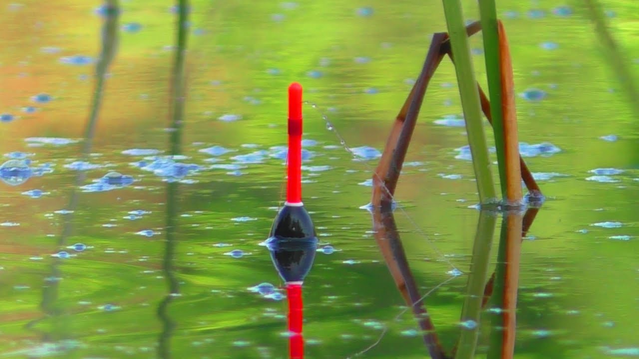 🎣ЗА ДВІ ГОДИНИ, ВІДРО 🐟🐟 ОЦЕ ТАК ЛАПТІ. Ловля на Поплавок. Рибалка на Карася