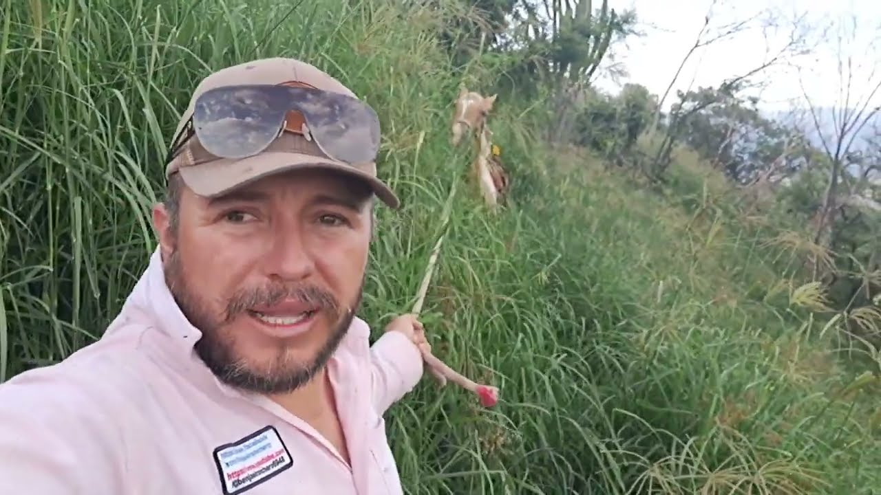 NO LO PODRAS CREER 😱, que pronto creció el pasto RODEX ,para las VACAS,.