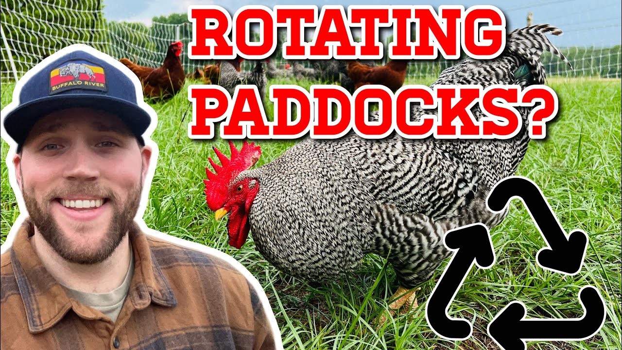 How Often To Rotate Chicken Paddocks