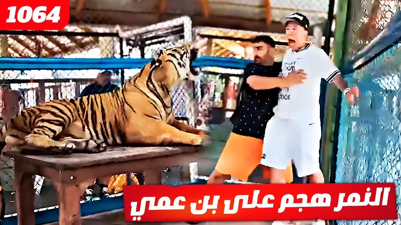 فهد العرادي سناب [ 1064 ] النمر هجم على بن عمي 😂🤣