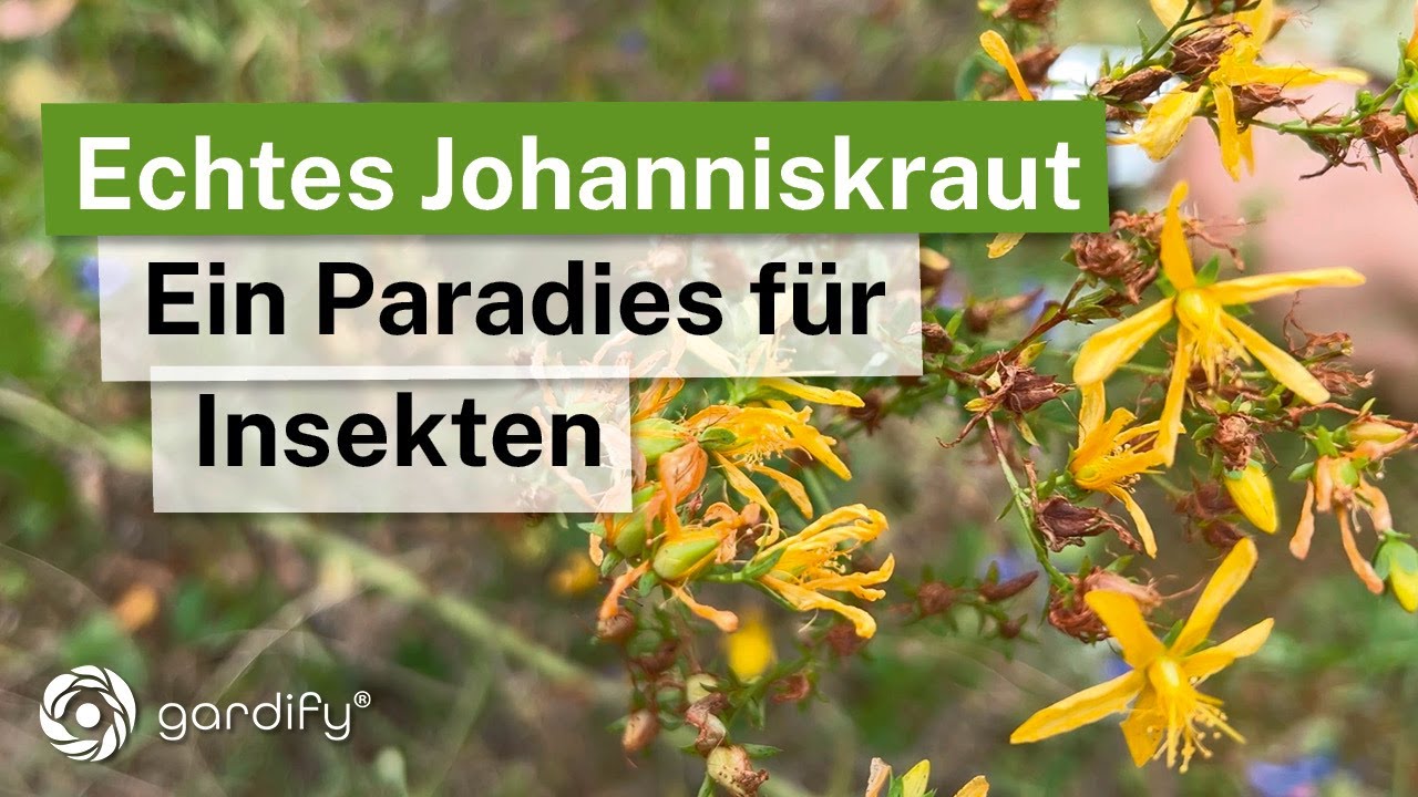 Johanniskraut erkennen und seine Geheimnisse entdecken! Heilpflanze mit Rot&ouml;l und Insektenpflanze!