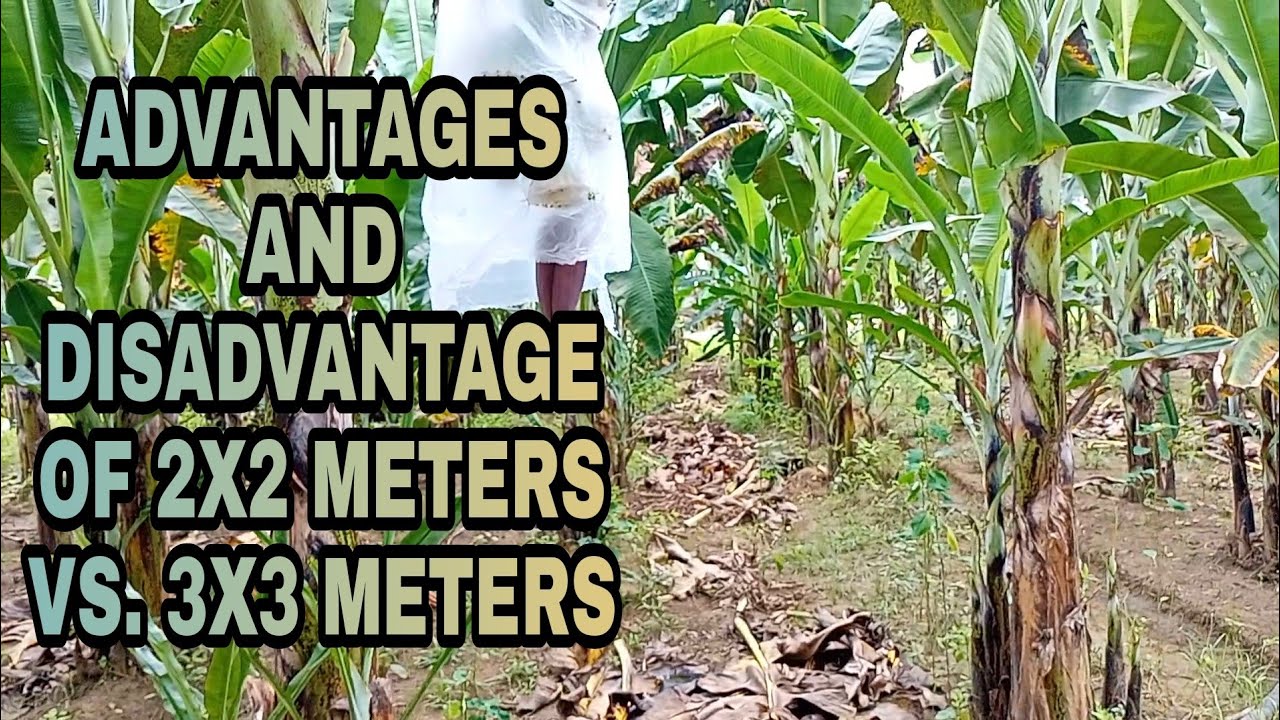 EXPLANATORY COMPARISON IN DISTANCE PLANTING OF LAKATAN|| AGRI AND ADVENTURES