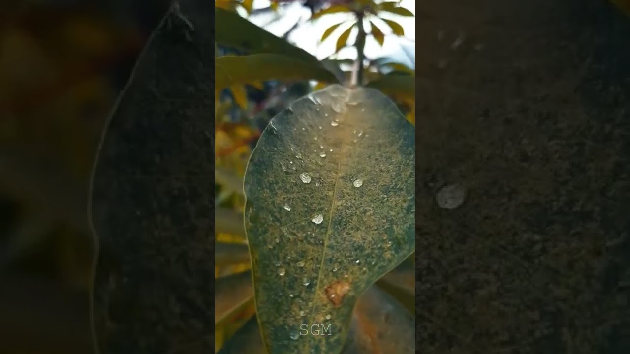 Video Aesthetic Story Wa ll Cinematic 1 Menit 