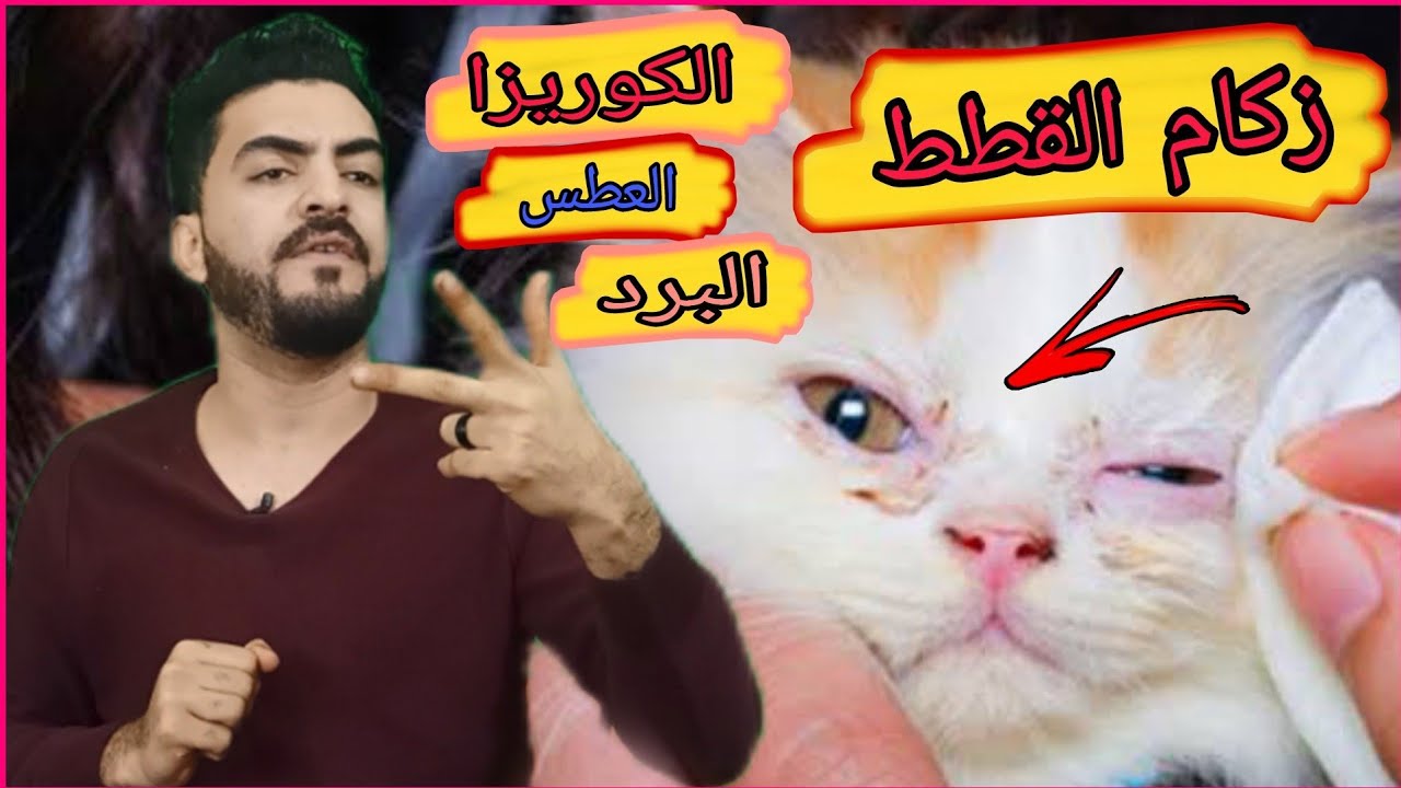 البرد والزكام والعطس عند  القطط (الكوريزا)