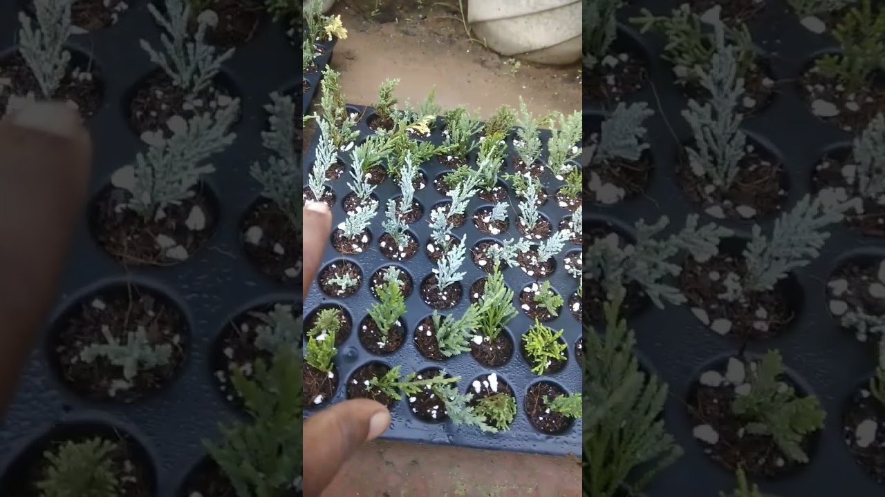 juniper ki cutting complete ho gye