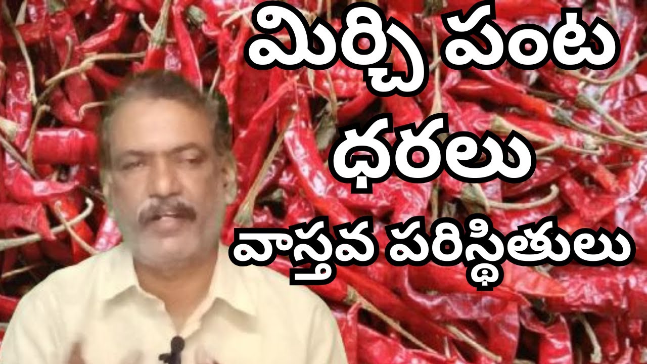 Mirchi Crop Trends Guntur Mirchi Market Report || #china Byadigi Mirchi Exports #apnews