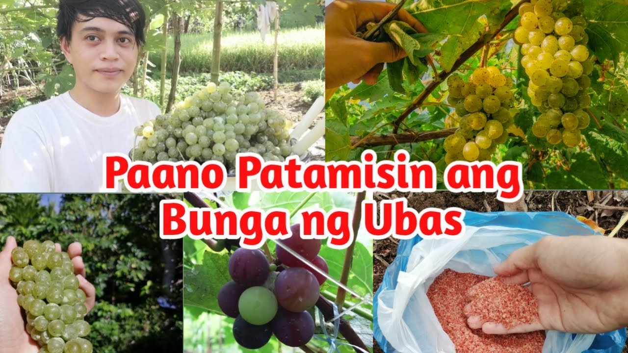 Paano Patamisin ang Bunga ng Ubas - Grapes