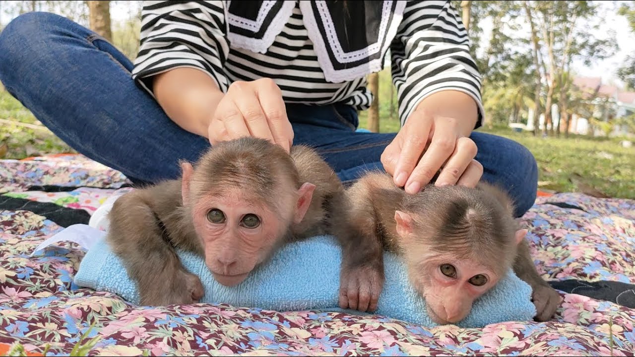 Baby Monkey Mimi Kuku sunbathe, relax, massage