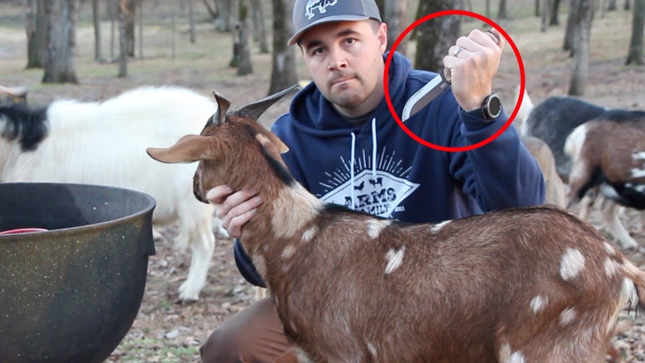 Lets Talk About These Hateful VEGANS for a Minute!