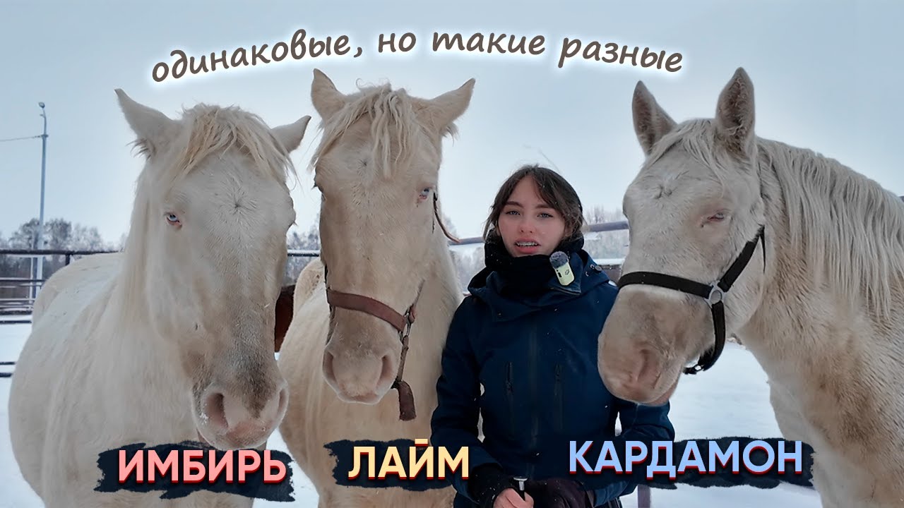 ТРИ ГОЛУБОГЛАЗЫХ КОНЯ / Работа с разными типами лошадей