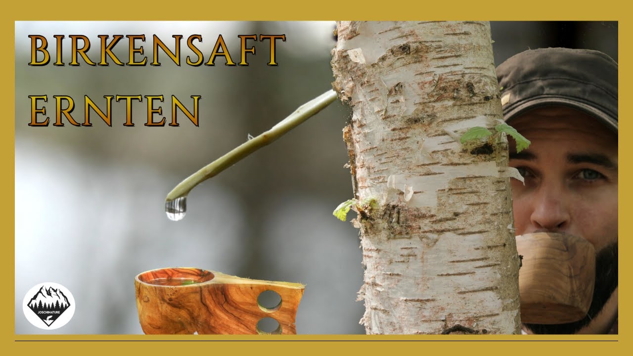 Birkenwasser selber zapfen - Immunsystem nat&uuml;rlich st&auml;rken