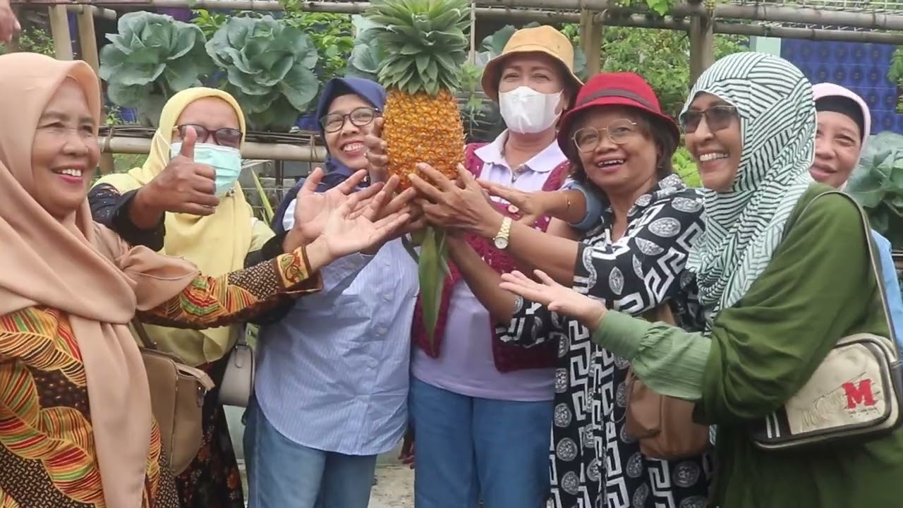 Panen sayuran di Pertemuan Pensiunan BPTP Yogyakarta di Sragen