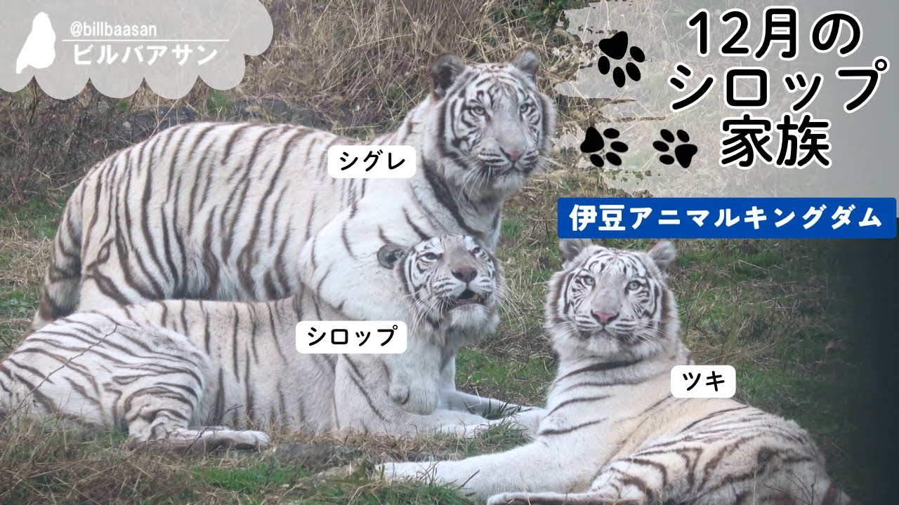 １２月のシロップ家族