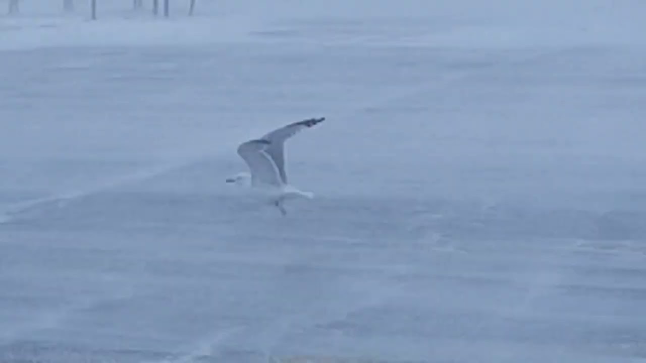 Seagull Bird Struggle Weather Blizzard Winter Freezing Blowing Snowing Lake Effect Wind Snow Royalty
