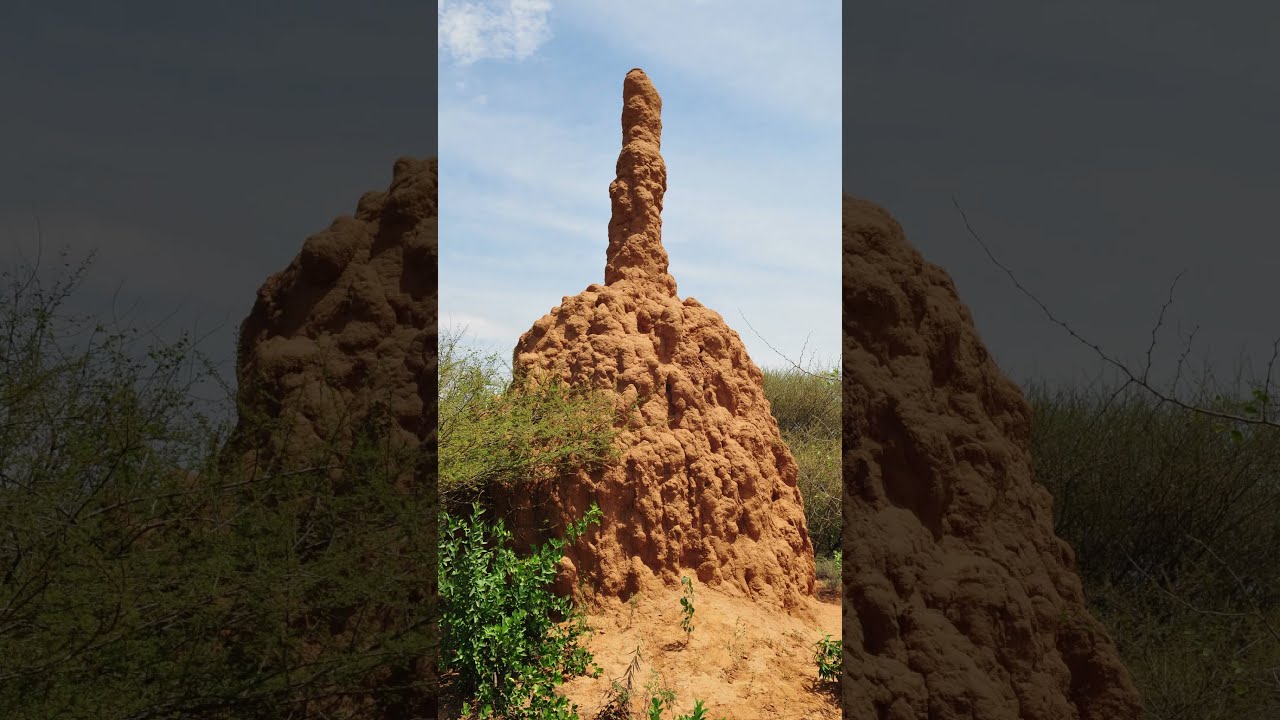 Termite mounds&rsquo; sizes and shapes| Made of different soil types and other materials.