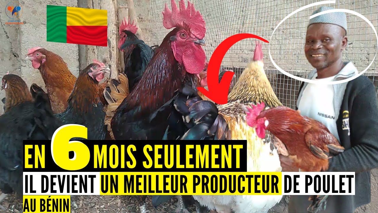 ☑️Un Enseignent DEVIENT MEILLEUR éleveur DE POULET GOLIATH et POULET LOCAL (élevage de poulet local)