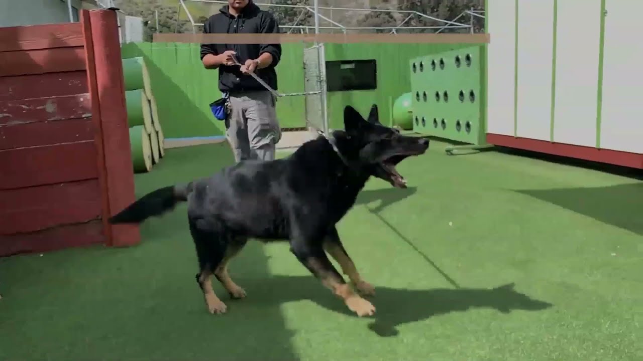 MAN-K9 DOGS SOLD: K9 JAY - Trained Family Protection Dog
